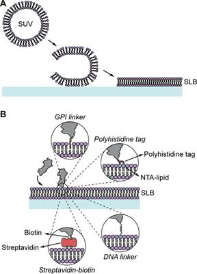 Supported Lipid Bilayers and the Study of Two-Dimensional Binding Kinetics